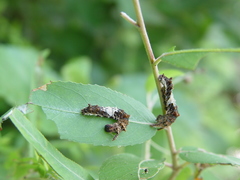 Limenitis arthemis astyanax