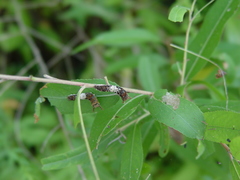 Limenitis arthemis astyanax