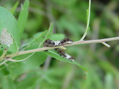 Limenitis arthemis astyanax