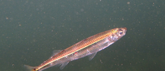 Atherinidae
