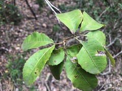 Alectryon subdentatus