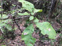 Alectryon subdentatus