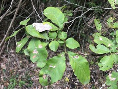 Alectryon subdentatus