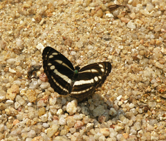 Neptis clinia susruta