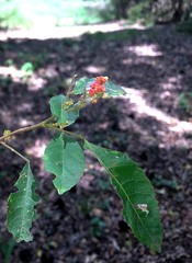 Alectryon subdentatus