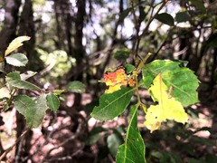 Alectryon subdentatus