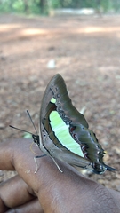 Polyura bharata