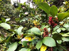 Alectryon subdentatus