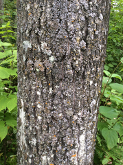 Populus