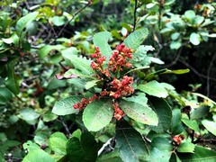 Alectryon subdentatus