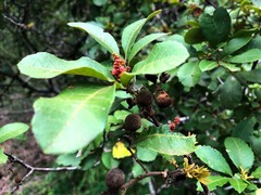 Alectryon subdentatus