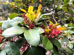 Alectryon subdentatus