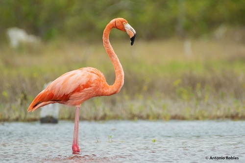 American Flamingo
