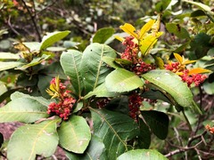 Alectryon subdentatus