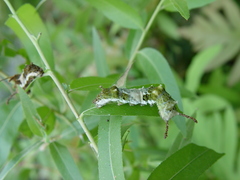 Limenitis arthemis astyanax