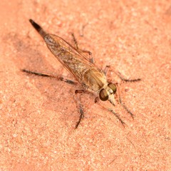 Proctacanthella