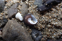 Diloma bicanaliculatum