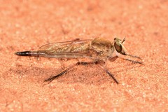 Proctacanthella