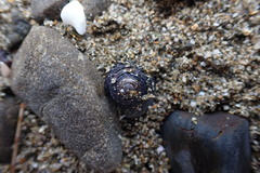 Diloma bicanaliculatum