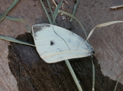 Pieris rapae rapae