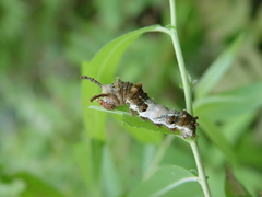 Limenitis arthemis astyanax