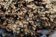 Neosabellaria kaiparaensis