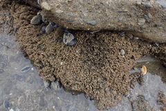 Neosabellaria kaiparaensis