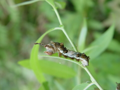 Limenitis arthemis astyanax