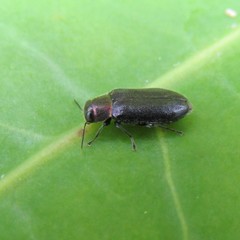 Maoraxia eremita