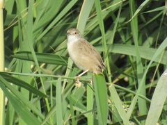 Prinia lepida