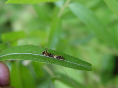 Limenitis arthemis astyanax