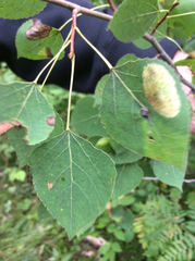 Populus