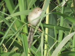 Prinia lepida