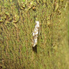 Eschatotypa derogatella