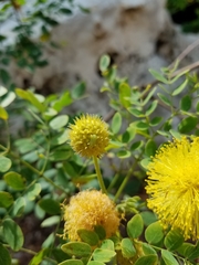 Leucaena retusa