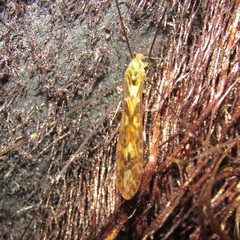 Discobola tessellata