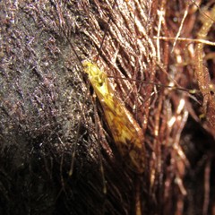 Discobola tessellata