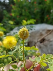 Leucaena retusa