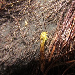 Discobola tessellata