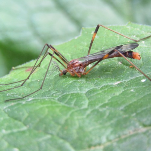 Gynoplistia (Gynoplistia) fimbriata