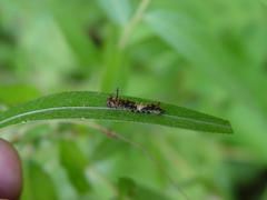 Limenitis arthemis astyanax
