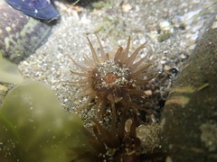 Isactinia olivacea