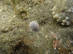 Siphonaria propria