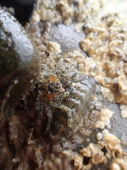 Halicarcinus