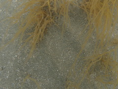 Gracilaria chilensis