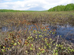 Myrica gale tomentosa