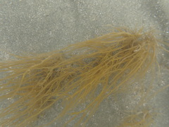 Gracilaria chilensis