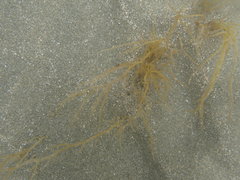 Gracilaria chilensis