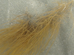 Gracilaria chilensis