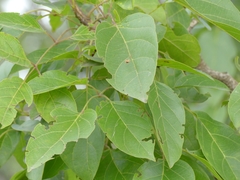 Dolichandrone